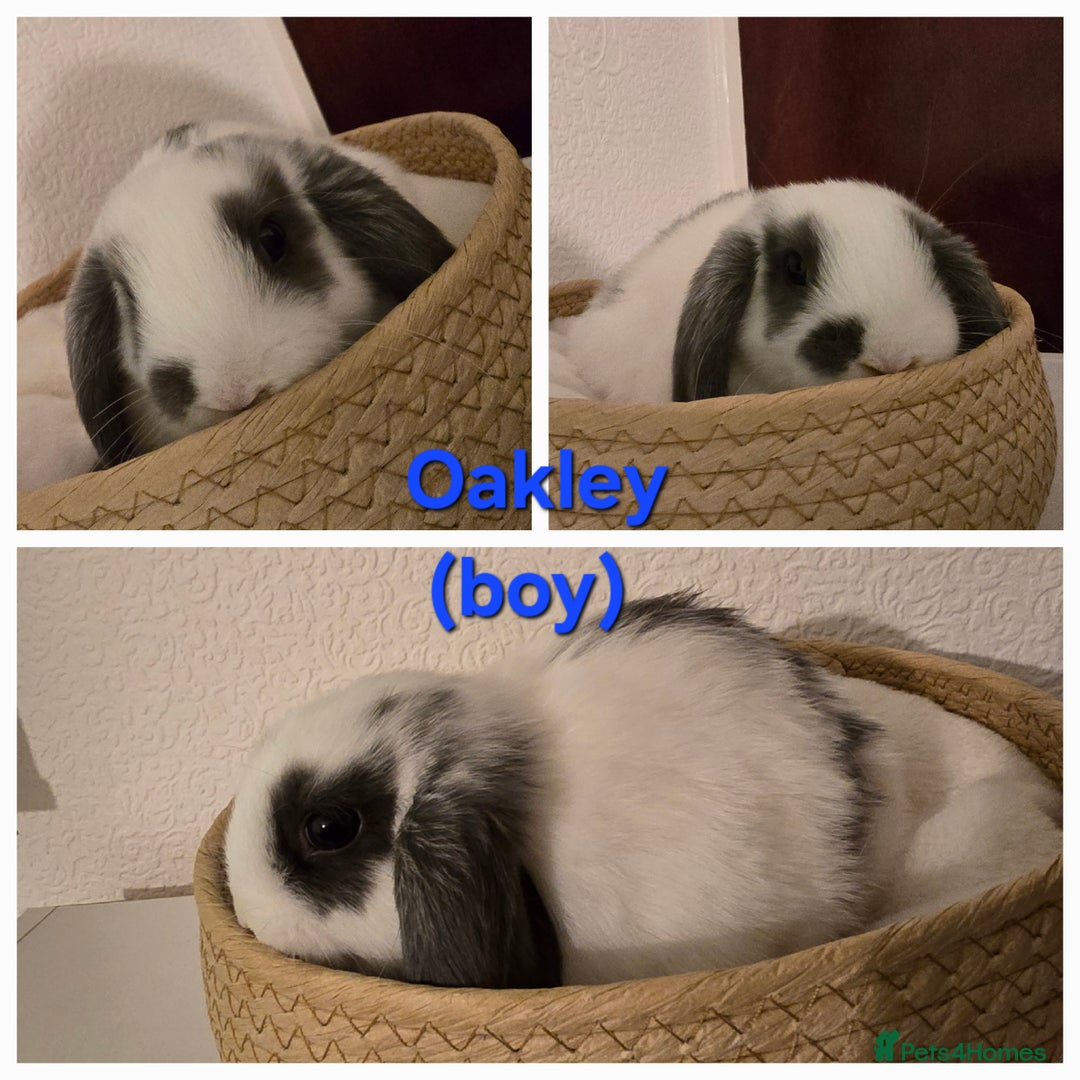 Mini Lop rabbits for sale: Beautiful mini lops x 9 - Image 10