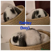 Mini Lop rabbits - Advert 7