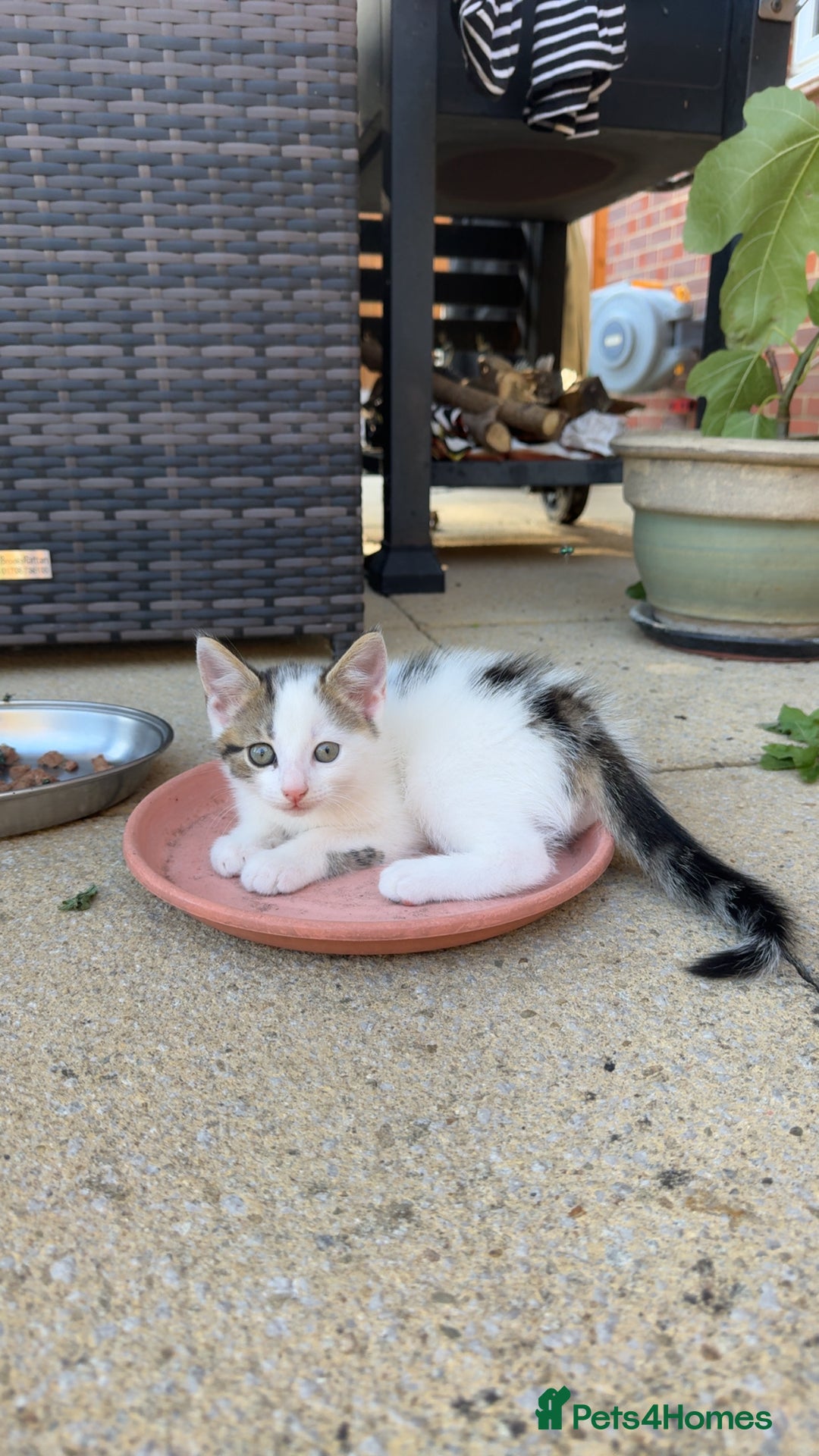 Mixed Breed cats for sale: Mixed fluffy kittens  - Image 3