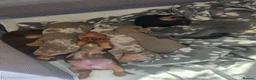 Miniature Dachshund dogs for sale: Beautiful mini dachshunds ready to leave now - Advert 13