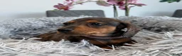 Miniature Dachshund dogs for sale: Miniature Dachshund Long & Smooth coats PRA clear - Advert 6