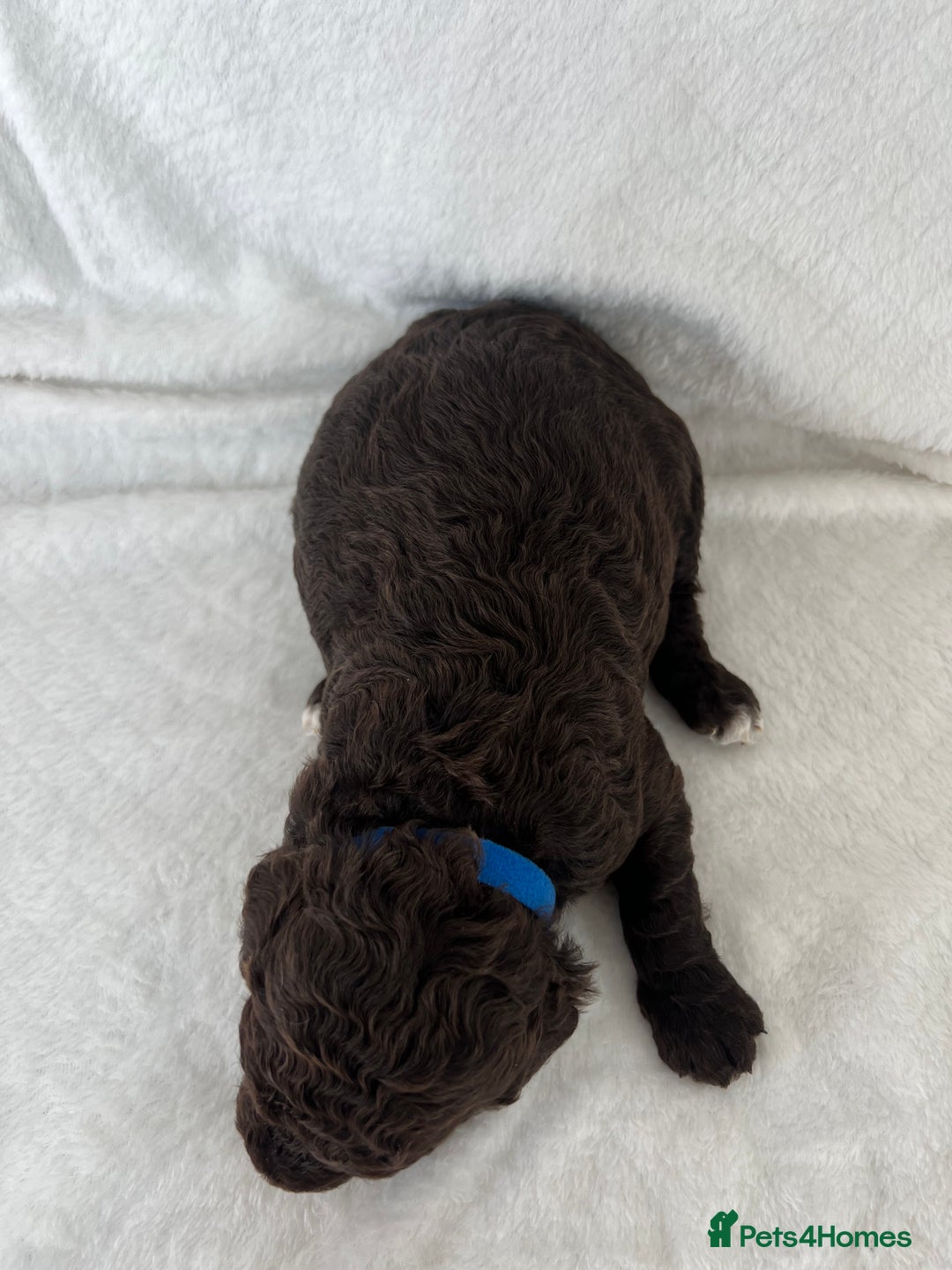 Goldendoodle dogs for sale: Beautiful litter of Goldendoodles  - Image 6