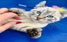 Bengal cats for sale: Gob smacking rare kittens  - Image 16