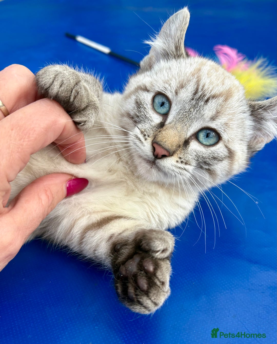 Bengal cats for sale: Gob smacking rare kittens  - Image 16