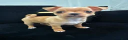 Mixed Breed dogs for sale: Chihuahua puppy in Birmingham - Advert 5