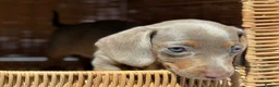 Miniature Dachshund dogs for sale: KC STUNNING COLOURED BLUE EYED SMOOTH & LONG COATS - Advert 28