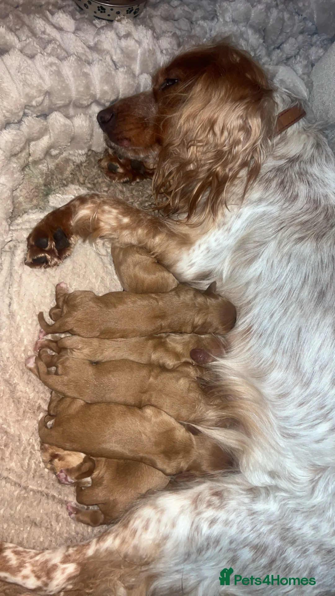 Cockalier dogs for sale: cocker spaniel King Charles spaniel pups - Advert 1