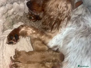 Cockalier dogs cocker spaniel King Charles spaniel pups - Advert 7