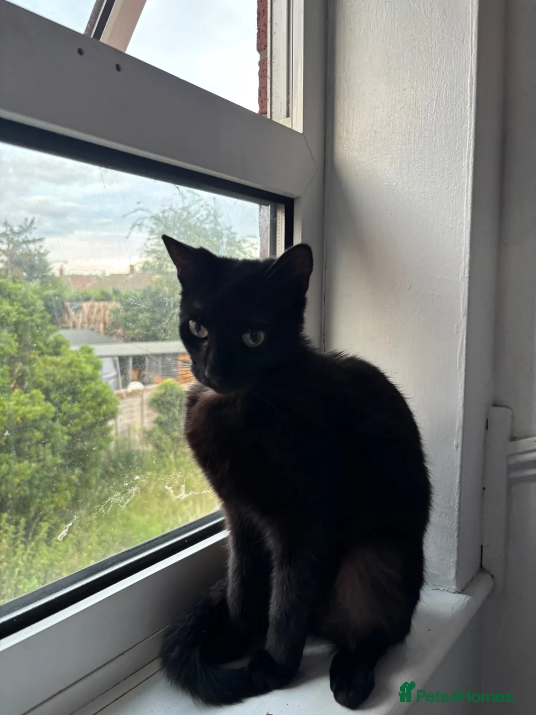 Mixed Breed cats for sale: 4 Kittens for Sale - Advert 1