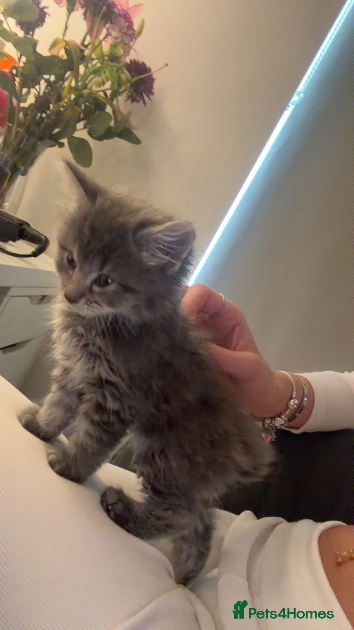 Ragdoll cats 9 week old ragdoll kitten for sale! - Advert 1