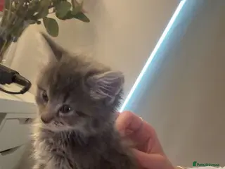 Ragdoll cats 9 week old ragdoll kitten for sale! - Advert 1