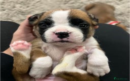Boxer dogs for sale: !!Beautiful boxers available - Image 9
