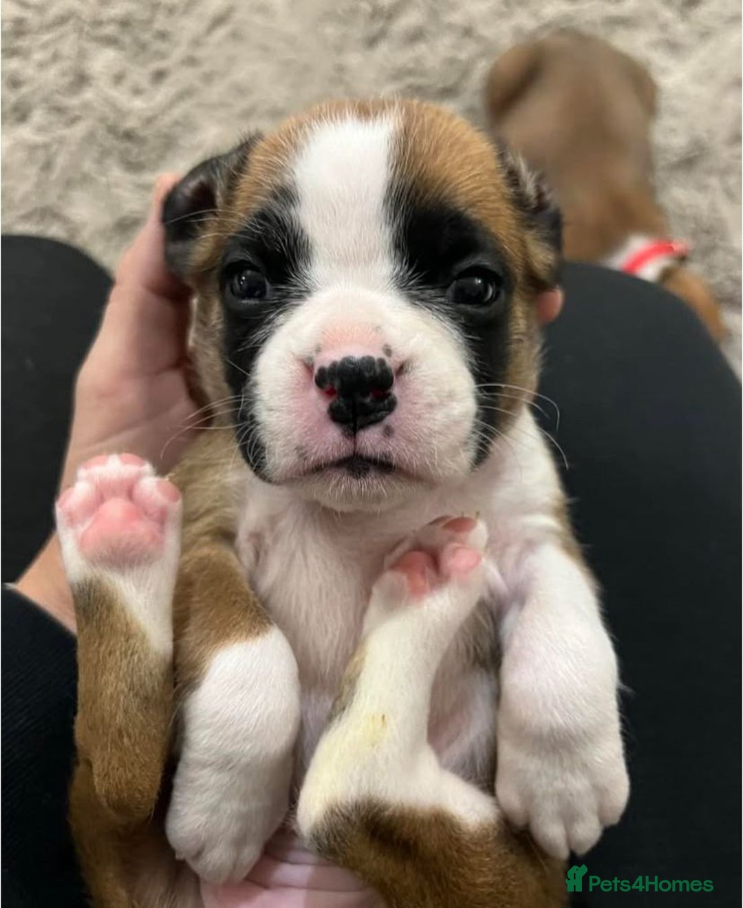 Boxer dogs for sale: !!Beautiful boxers available - Image 9