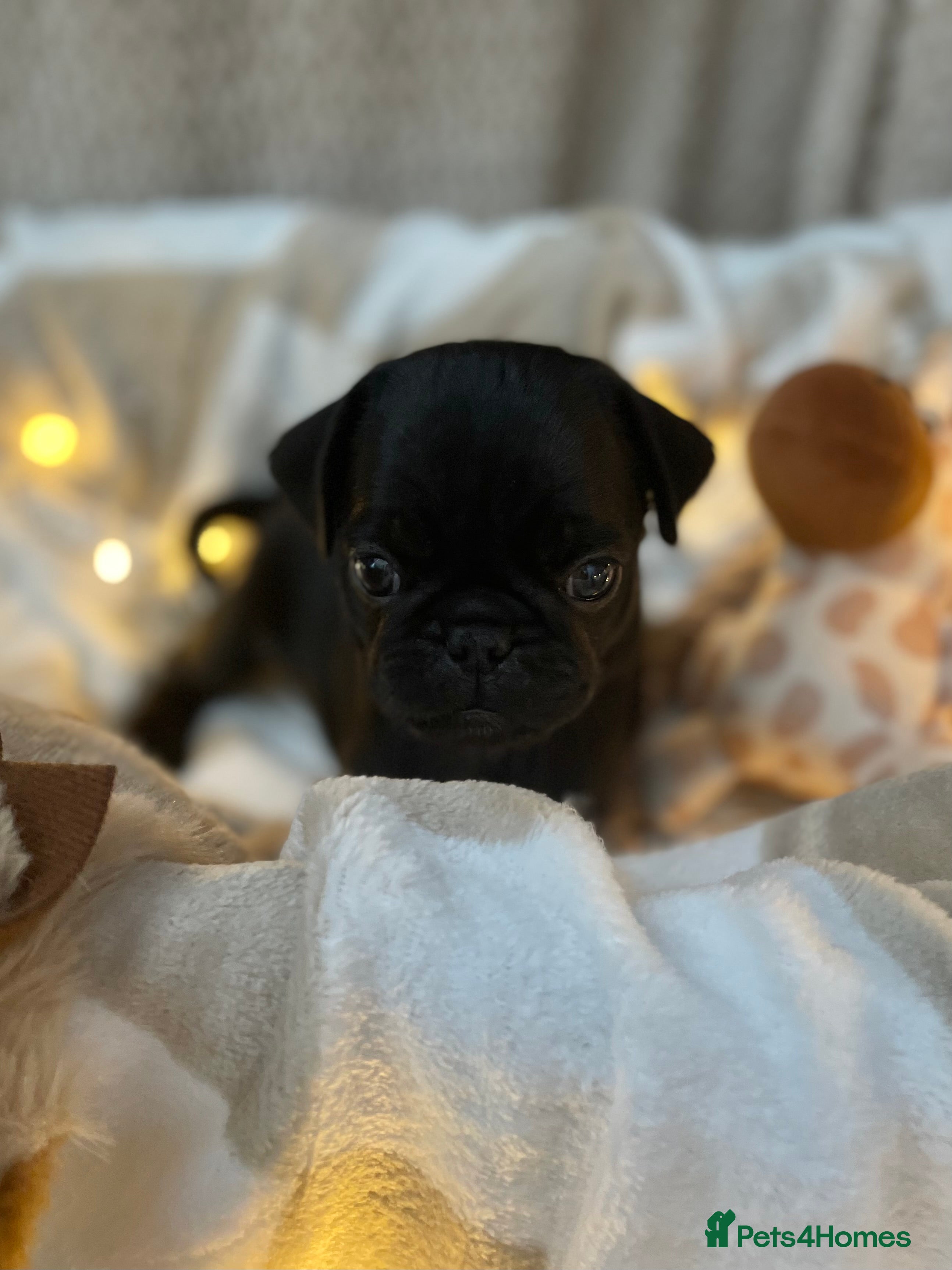 Pug dogs Boys Boys Boys!! Two Black boys AVAILABLE 🐶🐶 - Advert 1