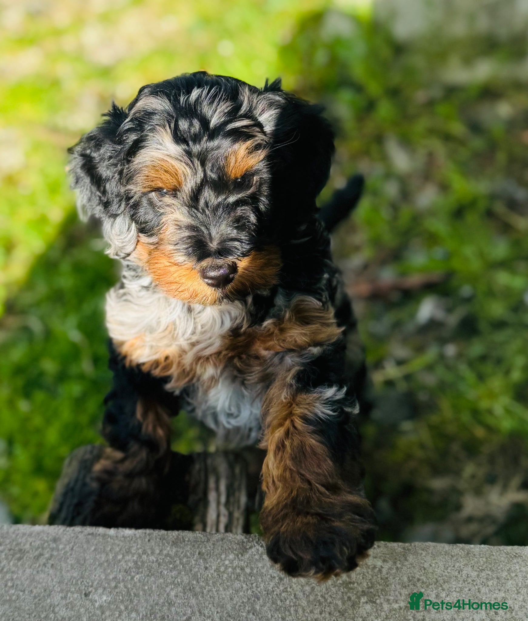 Cockapoo dogs Wow just wow 🤩  - Advert 2