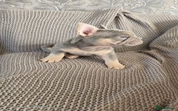 French Bulldog dogs for sale: luxury frenchies - Image 2