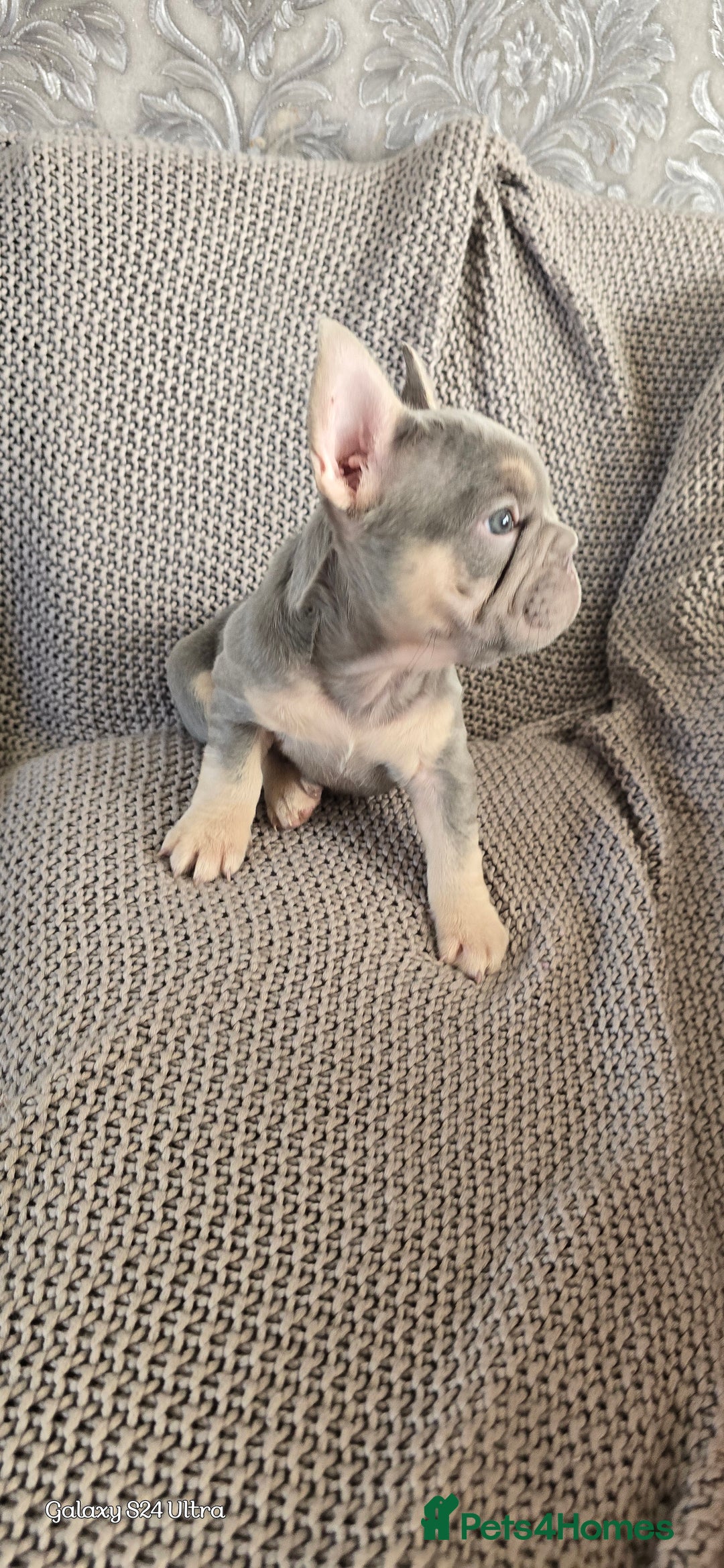 French Bulldog dogs for sale: luxury frenchies - Image 2
