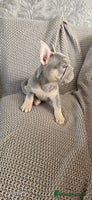 French Bulldog dogs - Advert 4