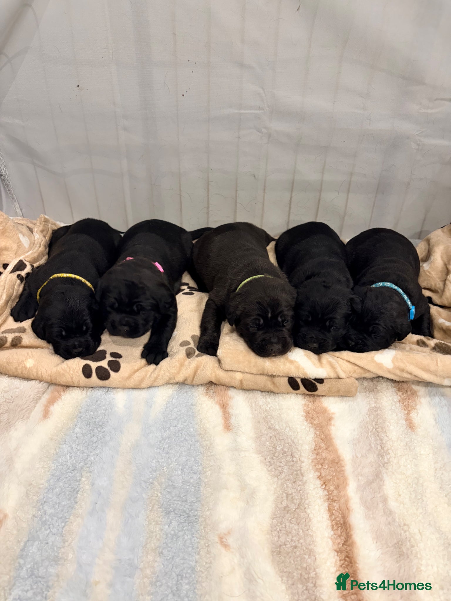 Cane Corso dogs Cane Corso puppy’s  - Advert 1