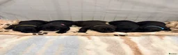 Cane Corso dogs for sale: Cane Corso puppy’s  - Advert 11