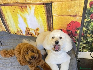 Miniature Poodle dogs in Markfield - Advert 7