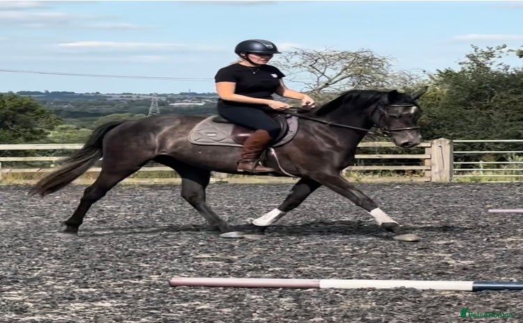 Irish Sports horses - Advert 1