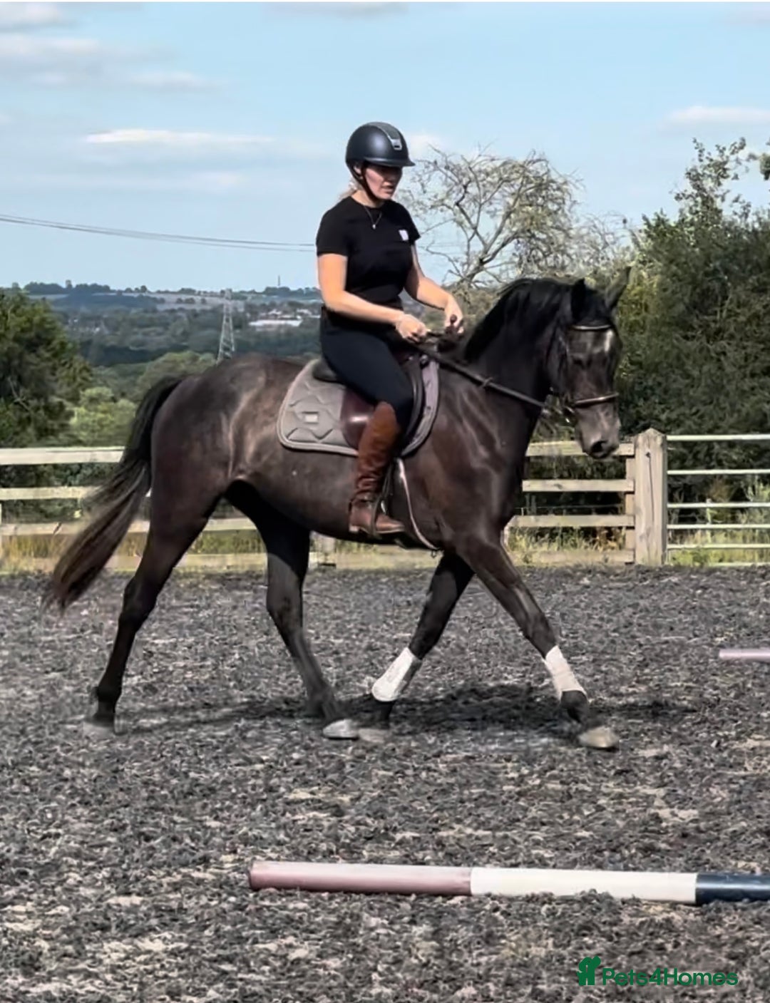 Irish Sports horses for sale: Beautiful, Kind Willing 4yo ISH by HSF CANTURO LUI - Image 1