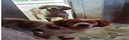 Brittany Spaniel dogs for adoption: Xiloe - Advert 1