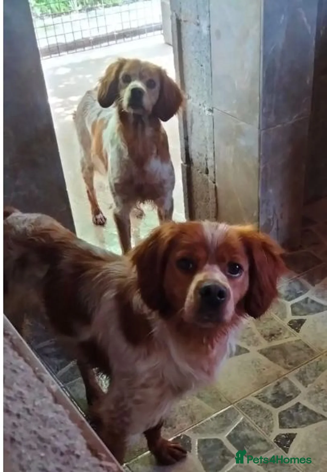 Brittany Spaniel dogs for adoption: Xiloe - Advert 1