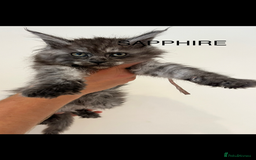Maine Coon cats for sale: STUNNING MAINE COON KITTENS BLUE SMOKE (tica reg ) - Image 7