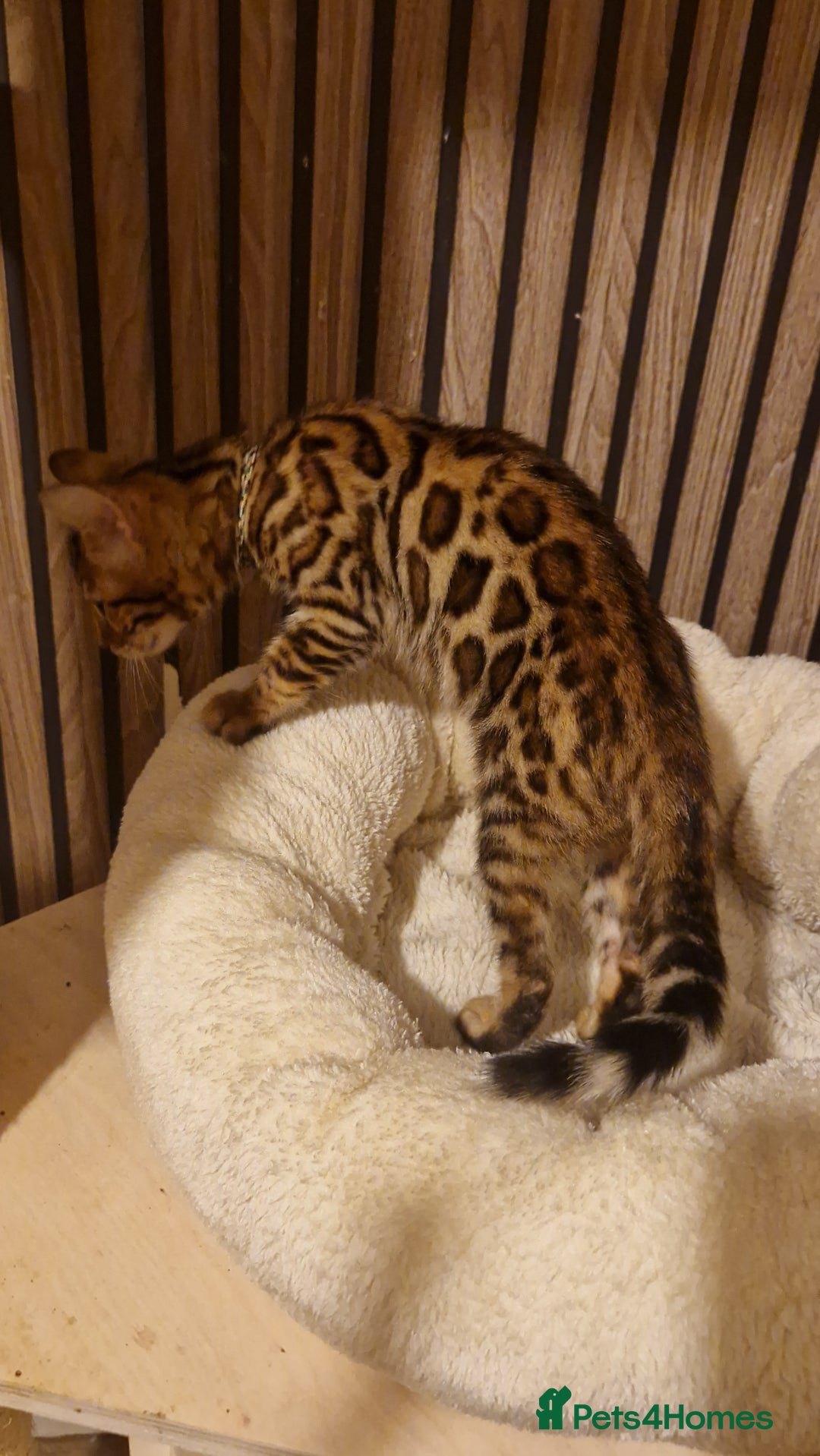 Bengal cats for sale: Beutifull kittens❤️ - Advert 23