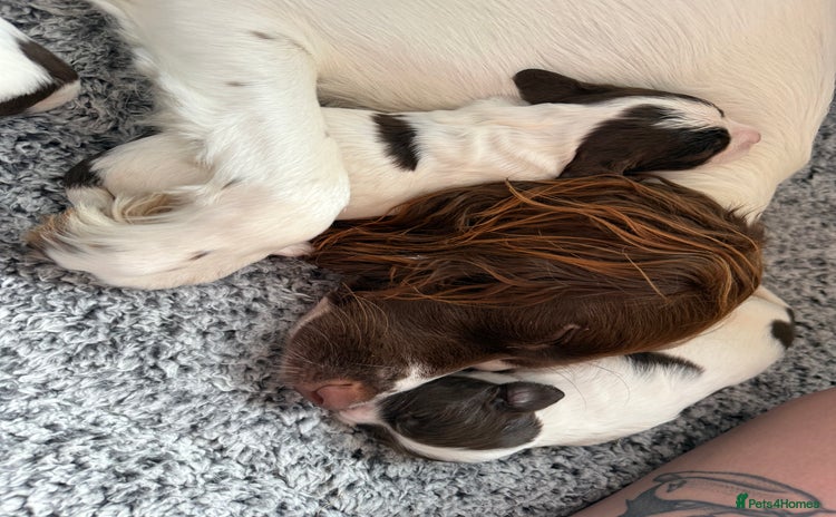 English Springer Spaniel dogs - Advert 5