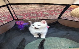 Turkish Angora cats for sale: half turkish angors  - Image 24