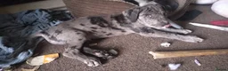 Cane Corso dogs for sale: READY NOW! 4 Female Cane Corso puppies for sale  - Advert 19