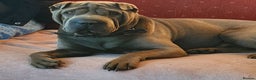Shar Pei dogs for stud: Gus- Beautiful blue horse coat for stud in Billericay - Advert 13