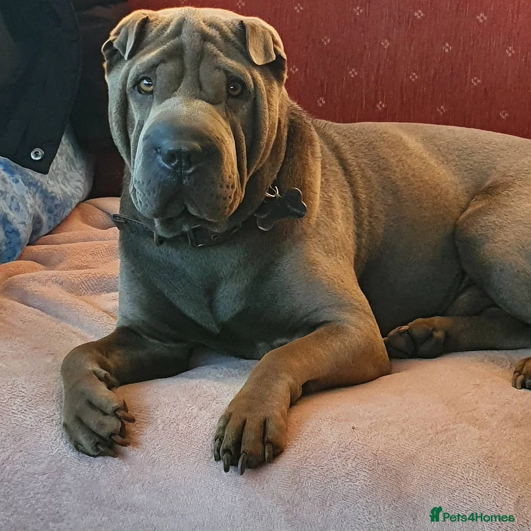 Shar Pei dogs for stud: Gus- Beautiful blue horse coat for stud in Billericay - Advert 13