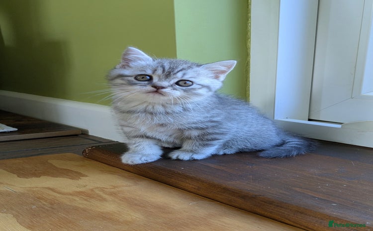 Scottish Fold cats - Advert 5
