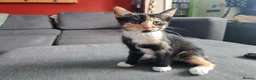 British Shorthair cats for sale: Gorgeous Ginger and Calico kittens  in St Albans - Advert 9