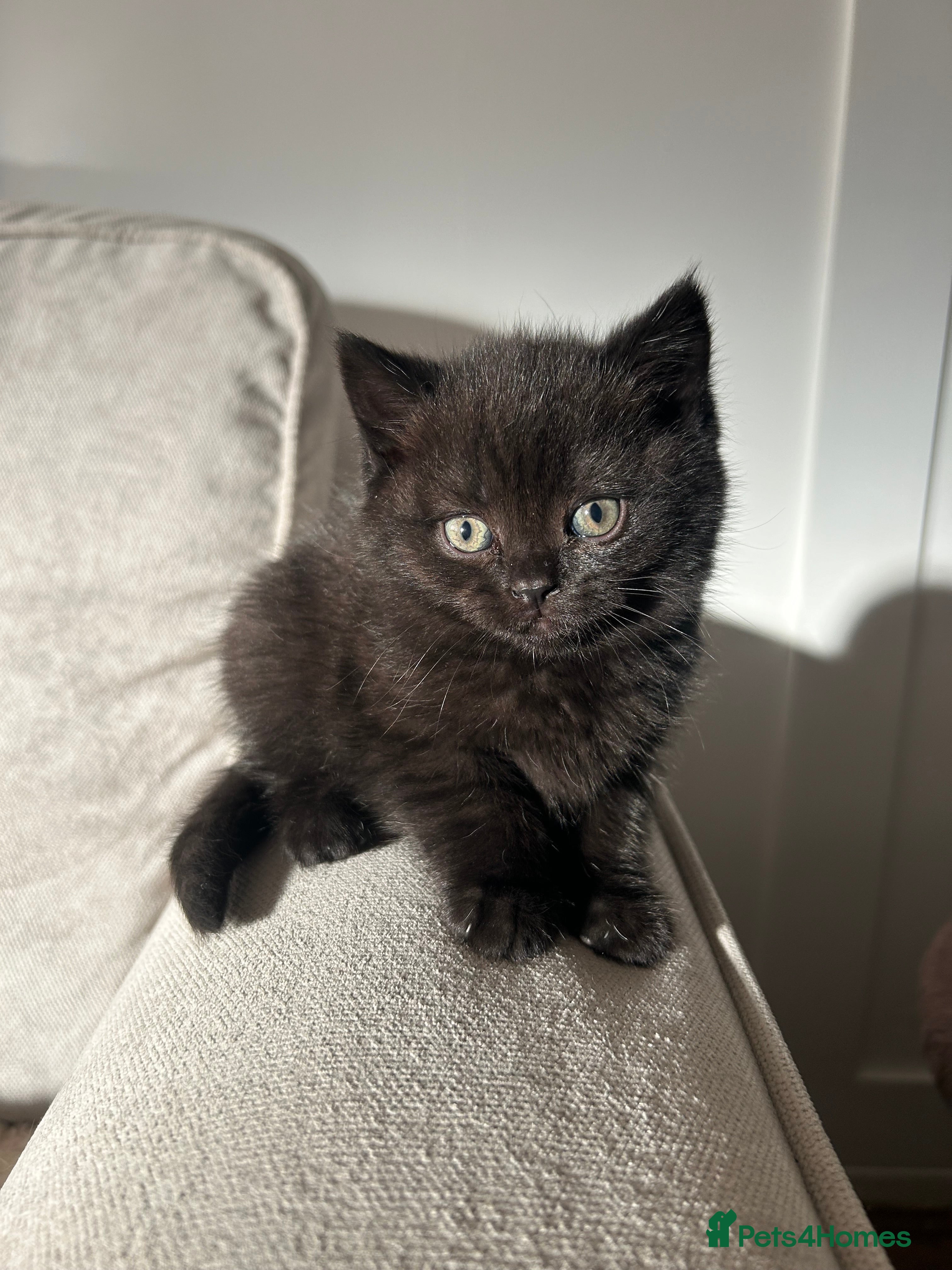 British Shorthair cats 5 Beautiful British Shorthair Kittens - Advert 4