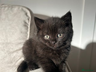 British Shorthair cats 5 Beautiful British Shorthair Kittens - Advert 4