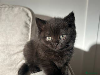 British Shorthair cats 5 Beautiful British Shorthair Kittens - Advert 16