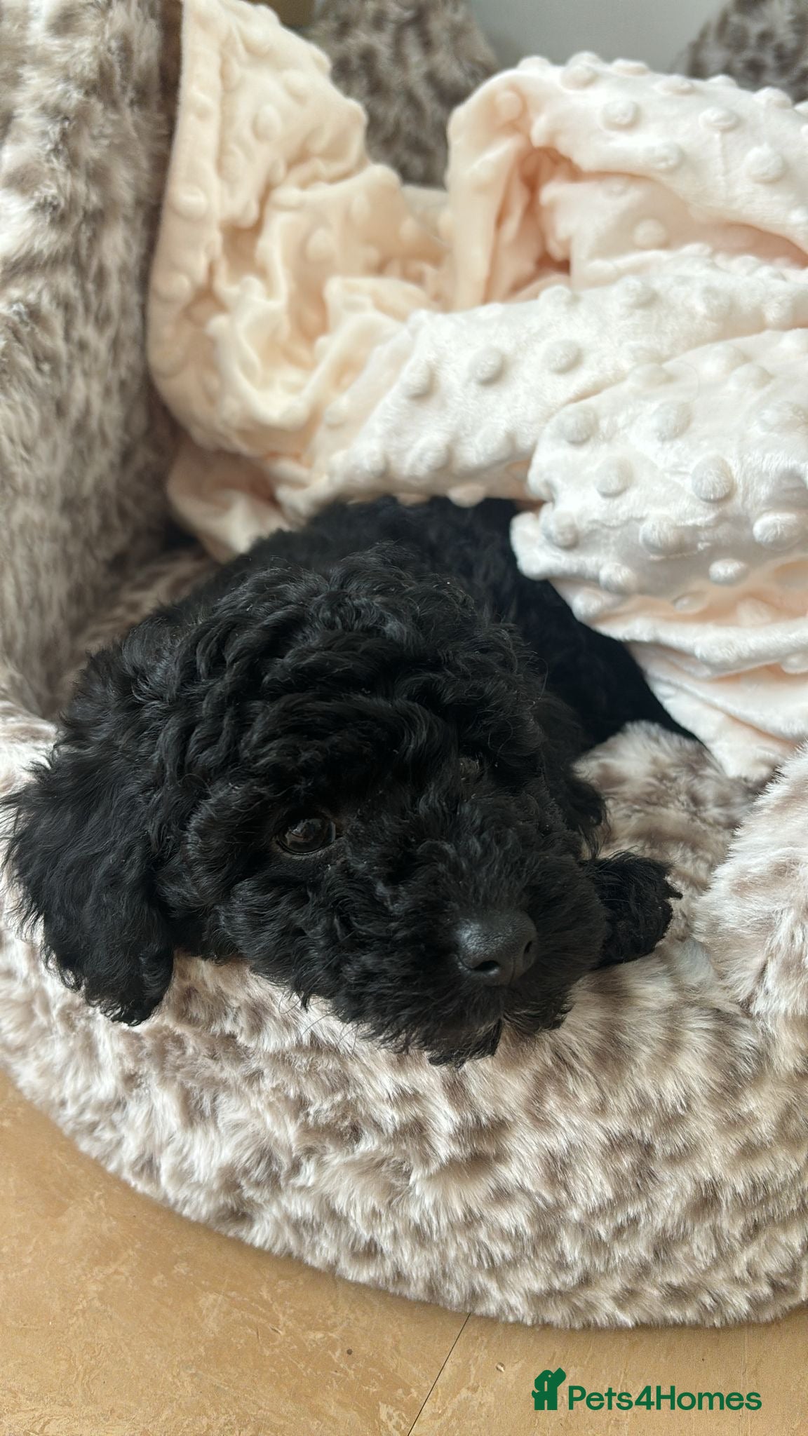 Toy Poodle dogs Toy poodle puppies in Wickford - Advert 1