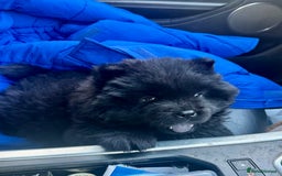 Chow Chow dogs for sale: Black chow chow carrying chocolate  - Image 4