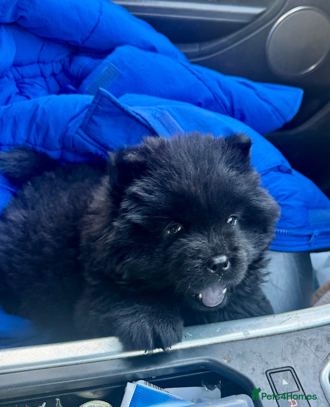 Chow Chow dogs for sale: Black chow chow carrying chocolate  - Image 4