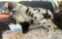 Australian Shepherd dogs for sale: 3 remaining- Beautiful Australian Shepherds  - Image 13