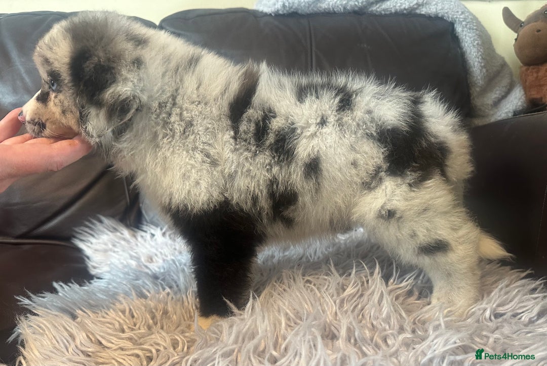 Australian Shepherd dogs for sale: 3 remaining- Beautiful Australian Shepherds  - Image 13