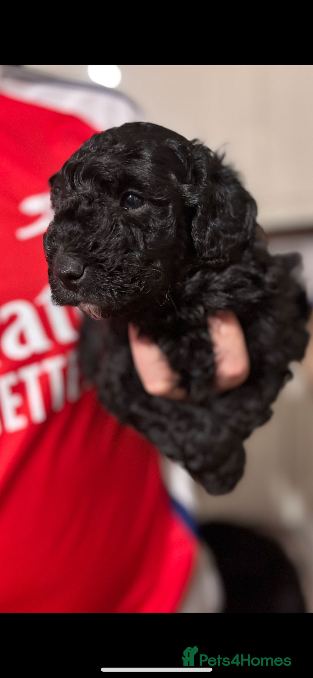 Bordoodle dogs for sale: Beautiful border collie x miniature poodle puppies - Image 3