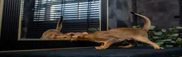 Abyssinian cats for sale: Majestic Abyssinian Boy-READY NOW-Champion Line - Advert 15