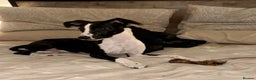 Mixed Breed dogs for sale: Beautiful cross whippet  - Advert 4
