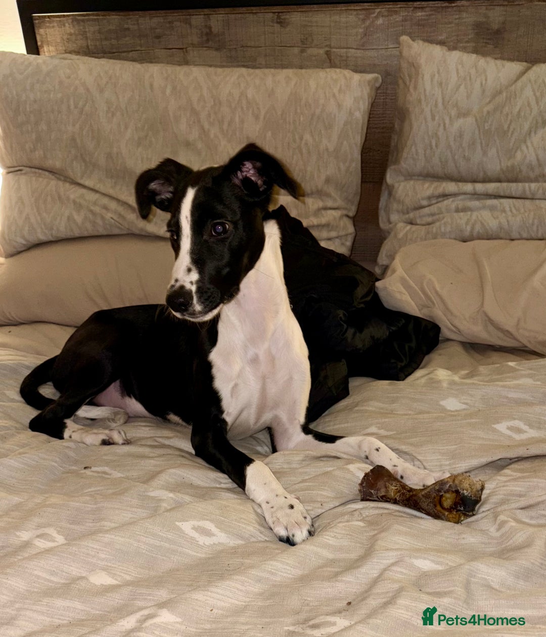 Mixed Breed dogs for sale: Beautiful cross whippet  - Advert 4